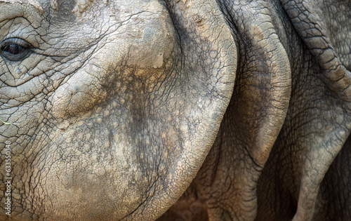 closeup of one-horned rhino eye and side face