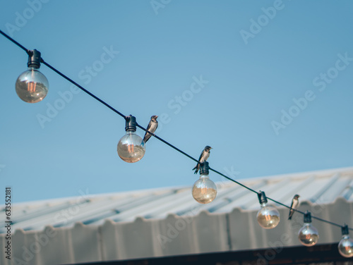 Birds on the power electriclines and the blue sky.