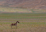 A lone kiang also known as Tibetan wild ass in the grasslands of Ladakh, India 