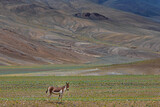 A lone kiang also known as Tibetan wild ass in the grasslands of Ladakh, India 