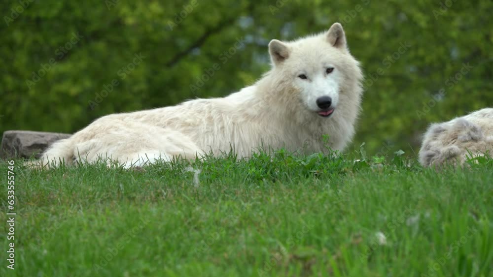 Arctic wolf (Canis lupus arctos), also known as the white wolf or polar wolf, is a subspecies of