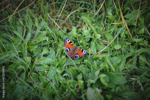Background. Butterfly on a green background. Summer outdoor.