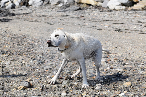 Wet dog shaking on the beach