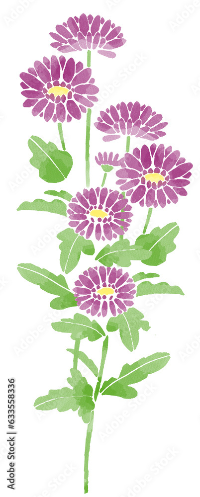 紫の菊　水彩風手描きイラスト