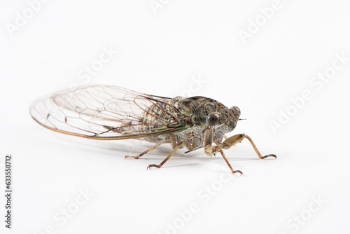 green cicada isolated on white background