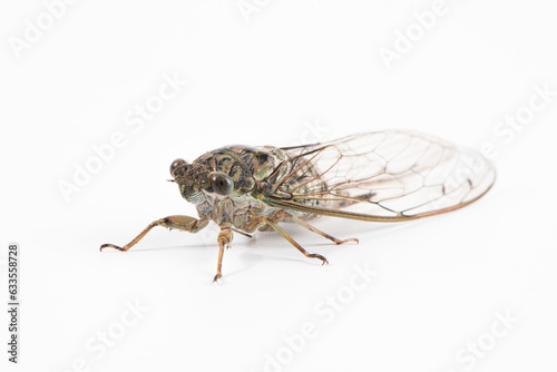 green cicada isolated on white background