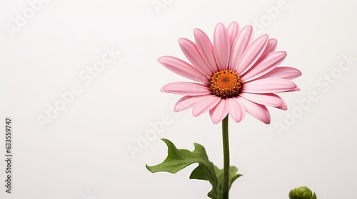 pink daisy flower