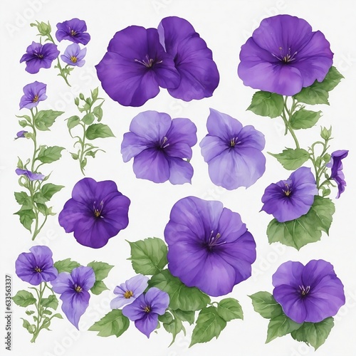 Violet and purple morning glory