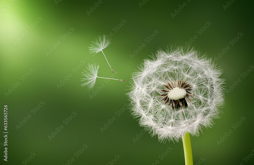 Fototapeta premium dandelion seeds 