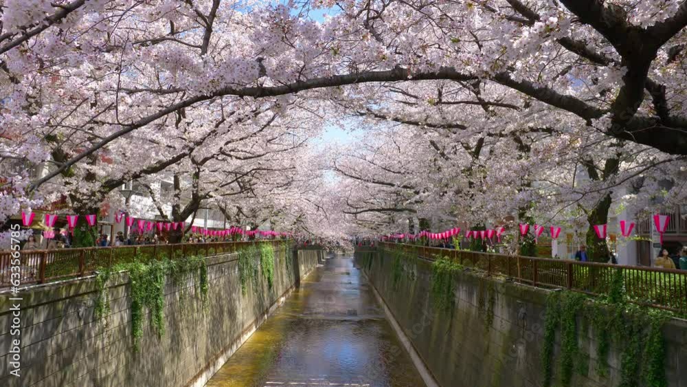 Arrival of spring in Tokyo, cherry blossoms in full bloom. Cherry blossoms and a bridge on Meguro River. Arrival of spring in Tokyo, cherry blossoms in full bloom. Cherry blossoms and a bridge on Meguro River.