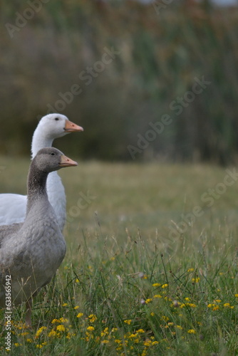 ducks searching for food