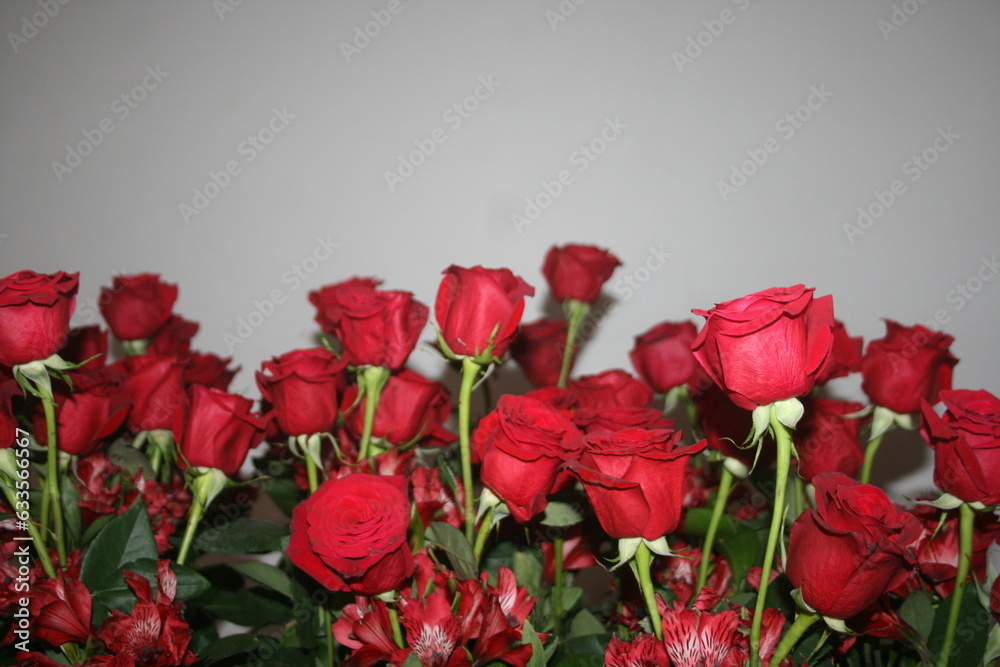 Beautiful red roses isolated. background for your projects Beautiful red roses isolated. background for your projects