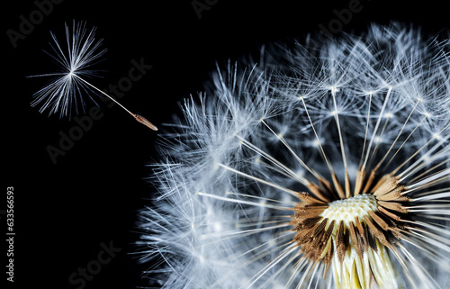 dandelion