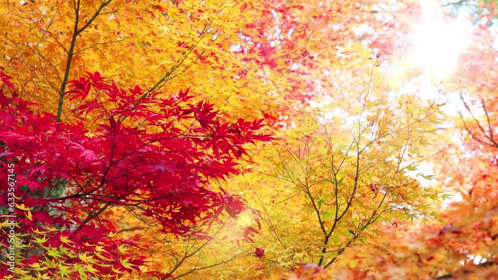 陽光に輝く紅葉