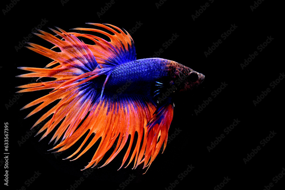 Multi Color Betta fish Halfmoon and Crowntails from Thailand or Siamese fighting fish isolated in Black Background Multi Color Betta fish Halfmoon and Crowntails from Thailand or Siamese fighting fish isolated in Black Background