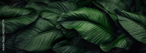 Abstract green leaf texture with nature background, tropical leaf.  © MEHDI