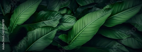 Abstract green leaf texture with nature background  tropical leaf. 