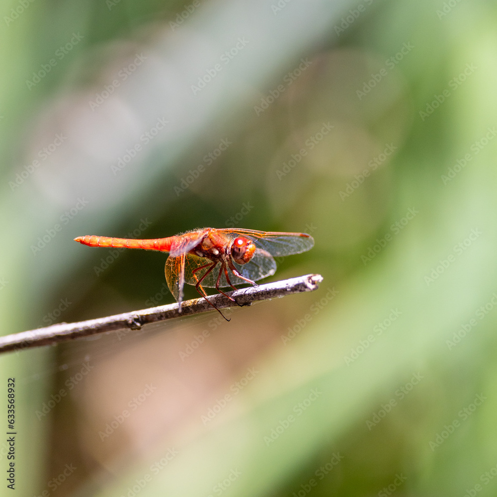 Closeup a dragonfly over a pond Closeup a dragonfly over a pond