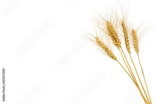 Wheat ears with stem