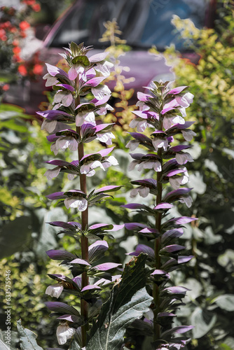 Morning candle made of Acanthus. Acanthus balcanicus is an endemic perennial plant of the genus Acanthus. Acanthus mollis is a summer flowering plant with a white flower and a purple ringlet.