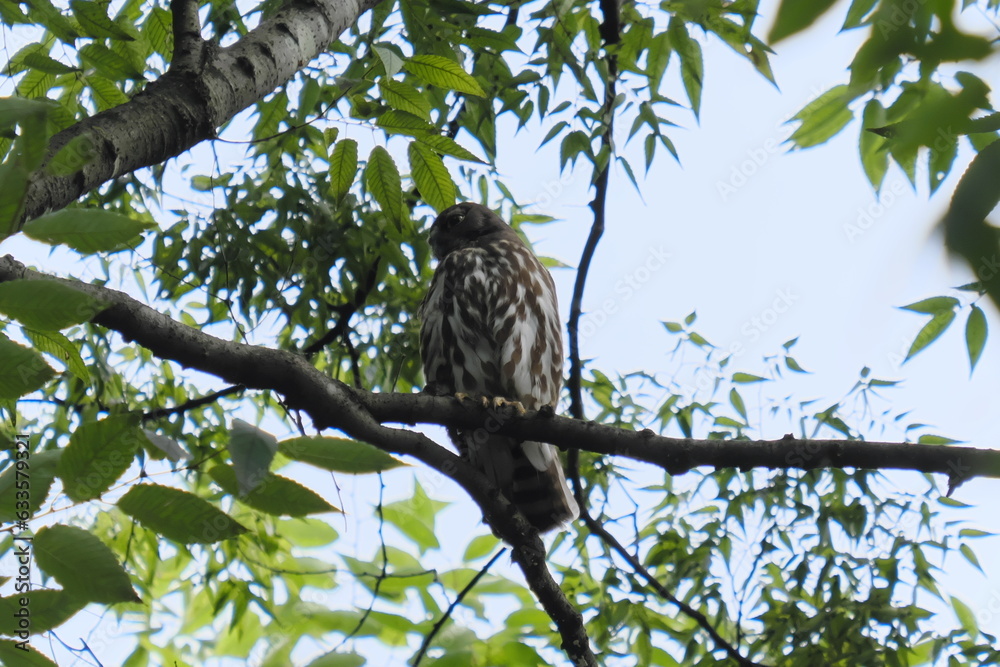 owl on branch owl on branch