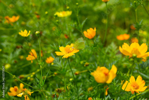 Butterfly with orange sulfur cosmos or yellow cosmos flower. © Bowonpat