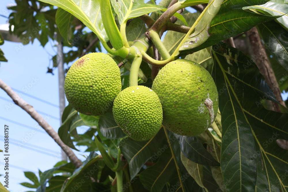 Breadfruit (Artocarpus altilis) is the name of a type of fruiting tree