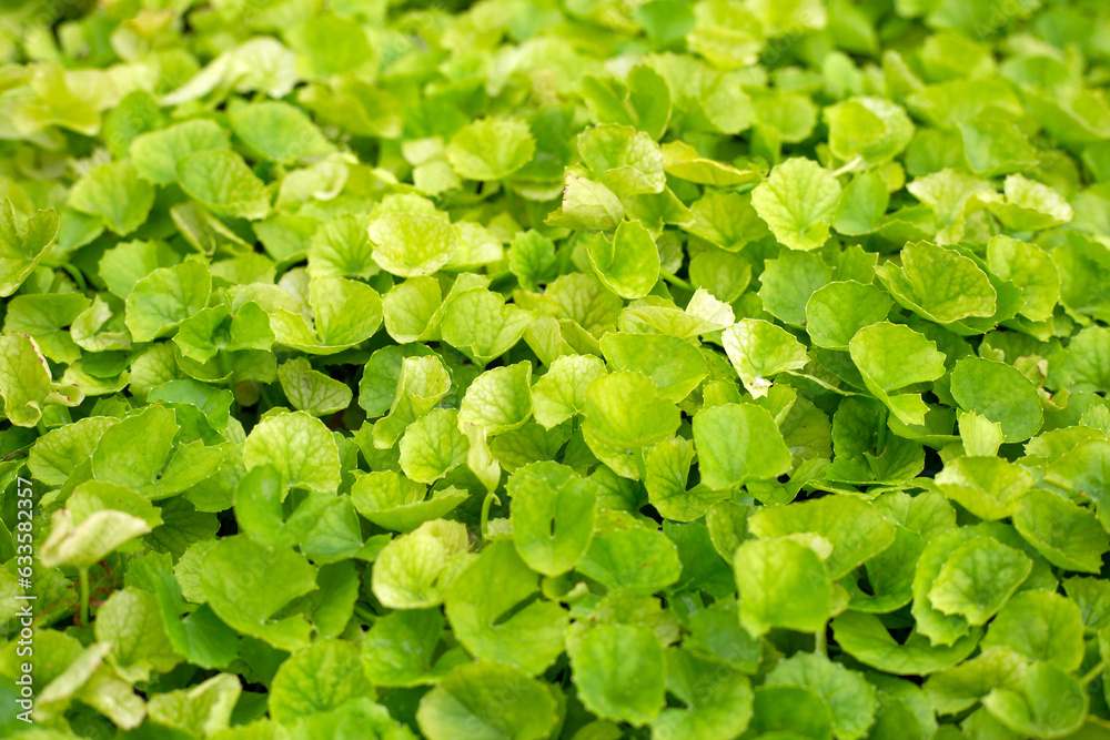 Obraz premium Gotu Kola herb plant in the garden