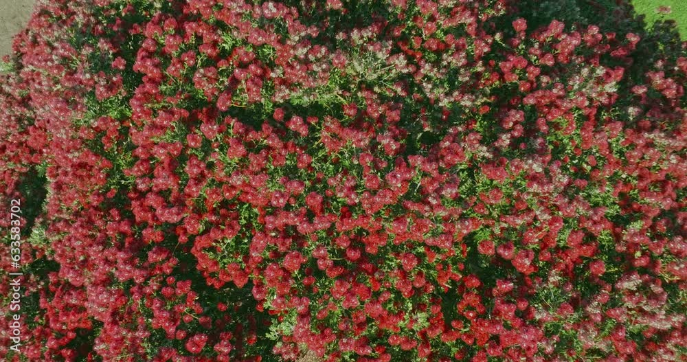 Aerial: Pohutukawa Tree covered in red flowers, New Zealand Aerial: Pohutukawa Tree covered in red flowers, New Zealand