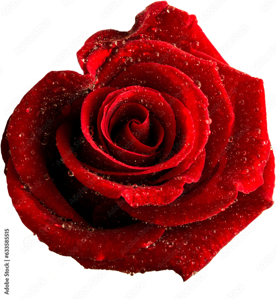 Naklejka premium Digital png photo of rose with waterdrops on transparent background