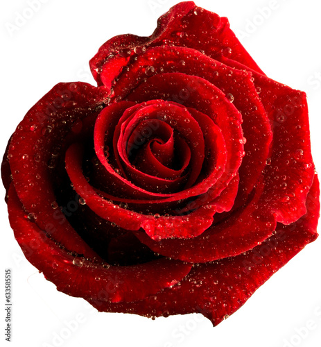 Digital png photo of rose with waterdrops on transparent background