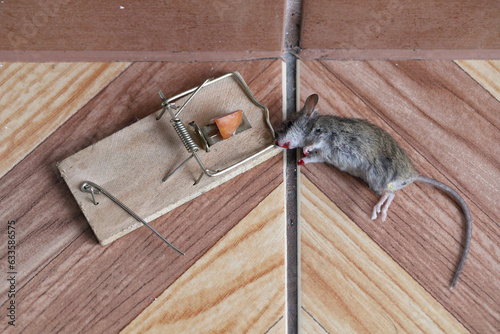 Dead mouse caught in a trap in a house, apartment. photo