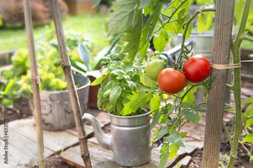 ripe tomatoes in a vegetable garden attached to a guardian