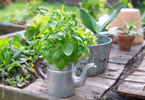 closeup on fresh basil in a decorative pot growing outdoors  in a garden