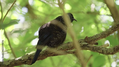 New Zealand Native Bird, The Tui. TiriTiri Matangi Island, Auckland. photo