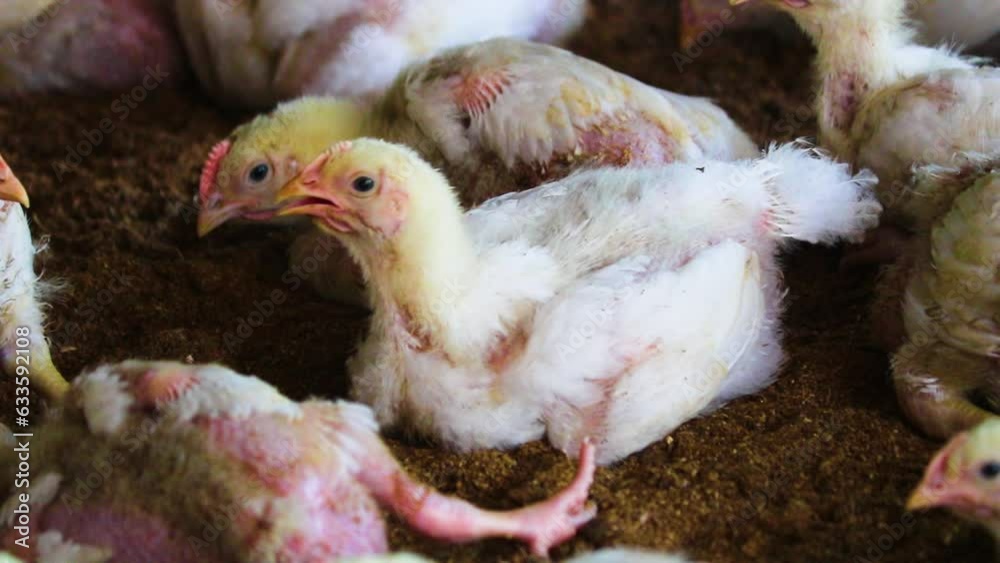 Close-Up on Farm chicken Chicks in Bangladesh: Illustrating Intensive ...