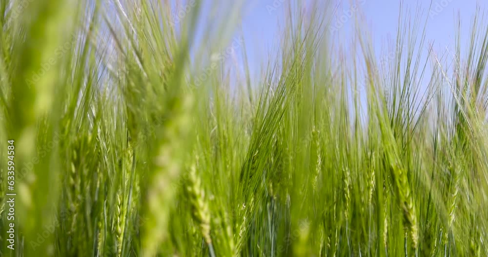 agricultural field with green cereals in summer, field with green rye agricultural field with green cereals in summer, field with green rye