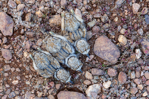 Little Kentish Plover chicks lying among the stones. Charadrius dubius. photo