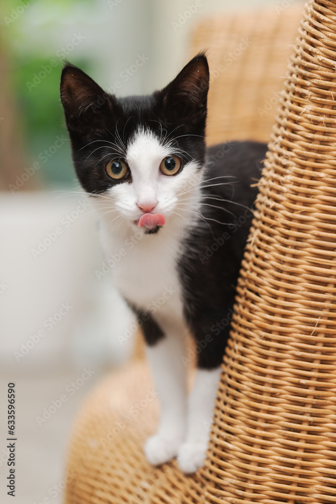 Porträt einer schwarz-weißen Katze, Kitten im Wohnzimmer