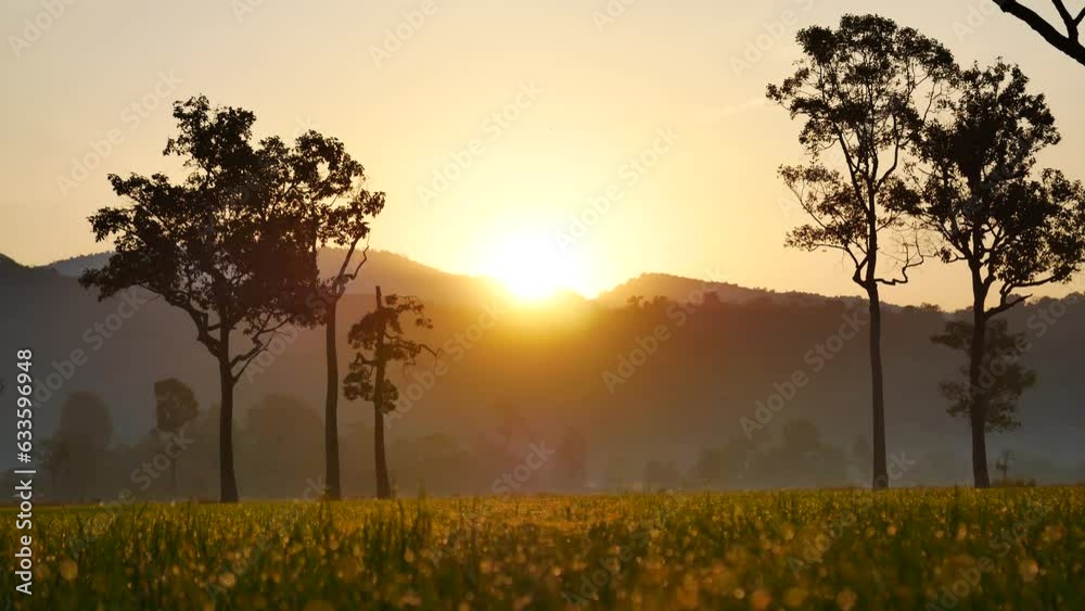 Golden sunshine sky tropical tree fields in sunny morning. Silhouette tree gold dawn mountain in spring season. Sustainable scenic meadow misty fog forest in countryside. Amazing landscape greenery Golden sunshine sky tropical tree fields in sunny morning. Silhouette tree gold dawn mountain in spring season. Sustainable scenic meadow misty fog forest in countryside. Amazing landscape greenery