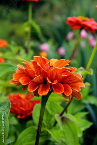 Fototapeta Naklejka Na Ścianę i Meble -  Orange zinnia flower in a flower garden among bright flowers, close-up, vertical frame