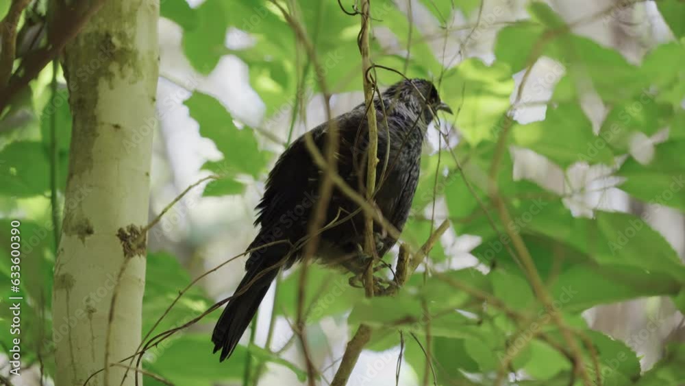 New Zealand Native Bird, The Tui. TiriTiri Matangi Island, Auckland. New Zealand Native Bird, The Tui. TiriTiri Matangi Island, Auckland.