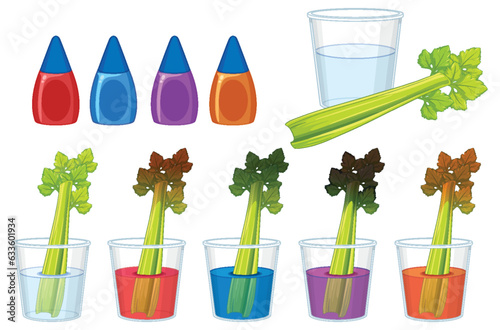 Educational Infographic: Science Experiment with Celery Stem and Color