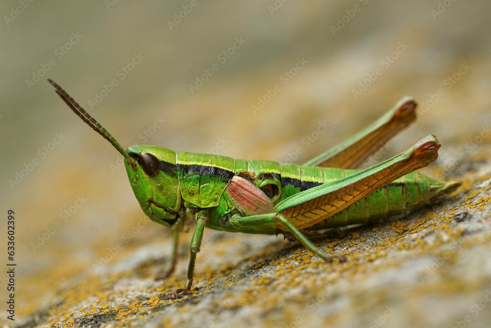 Detailed closeup on a on a colorful green Small Gold Grasshopper, Euthystira brachyptera in Austrian alps Detailed closeup on a on a colorful green Small Gold Grasshopper, Euthystira brachyptera in Austrian alps