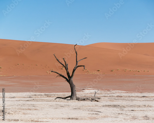 Dead acacia tree (Acacia erioloba) in Deadvlei in the Namib-Naukluft National Park, Namibia