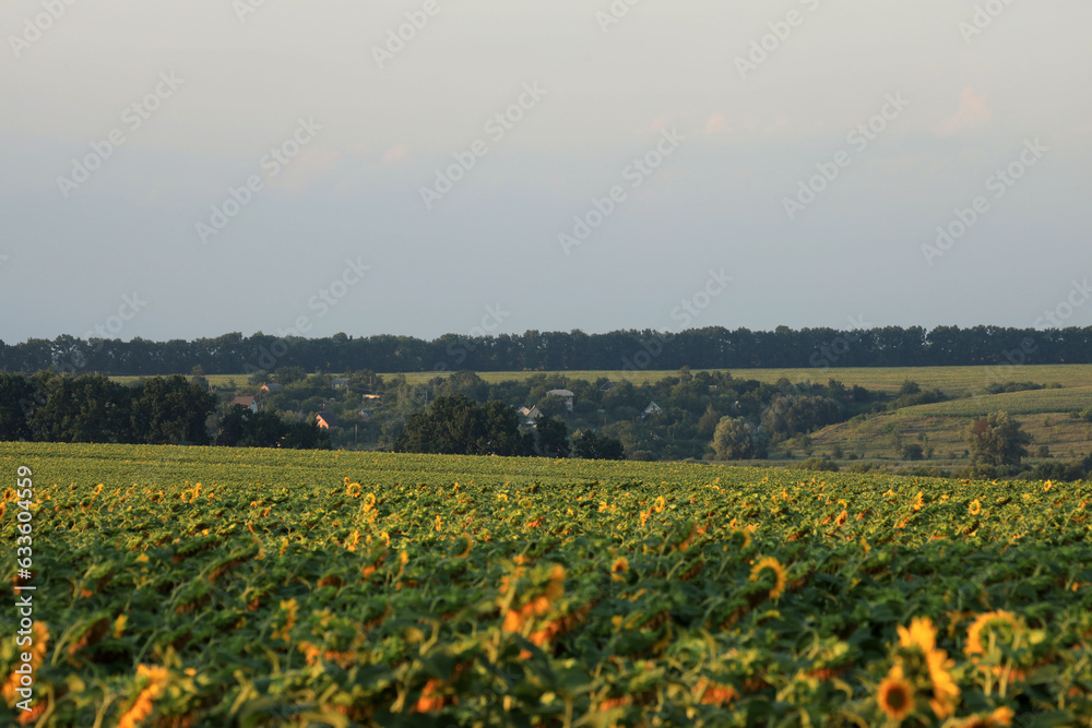 Fototapeta premium Beautiful sunflower field on a sunny summer day