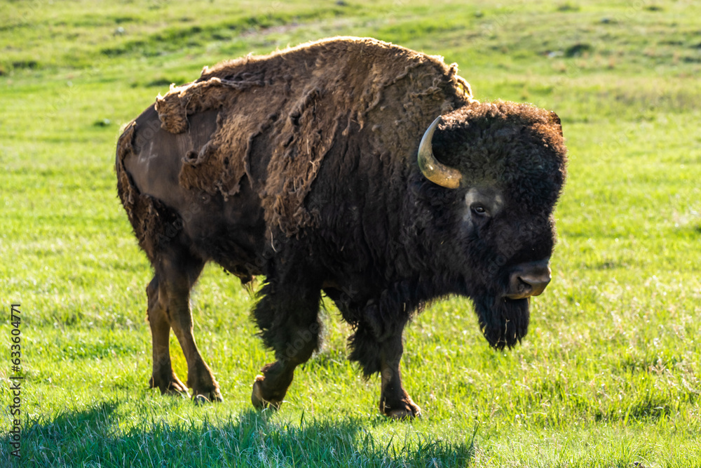American Bison in the field of Custer State Park, South Dakota American Bison in the field of Custer State Park, South Dakota