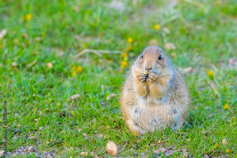 Fototapeta premium Prairie Dogs in Custer State Park, South Dakota