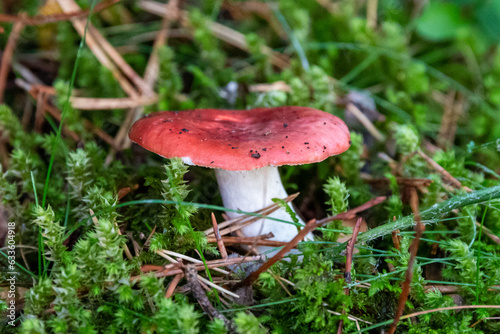 Wild Mushrooms in the Autumnal Forest