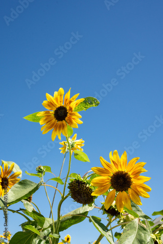 Sunflowers with bright blue sky